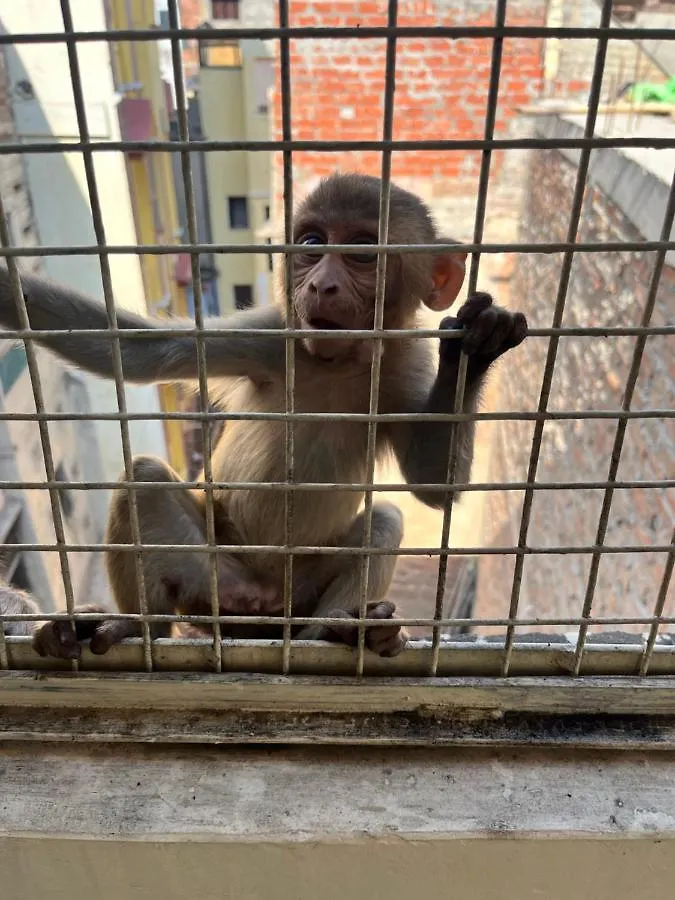 Guest house Yogi Soul Hotel Varanasi